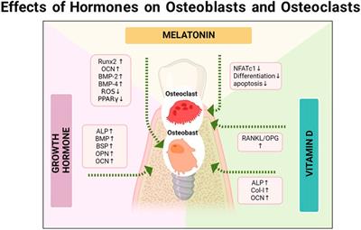 Hormone and implant osseointegration: Elaboration of the relationship among function, preclinical, and clinical practice